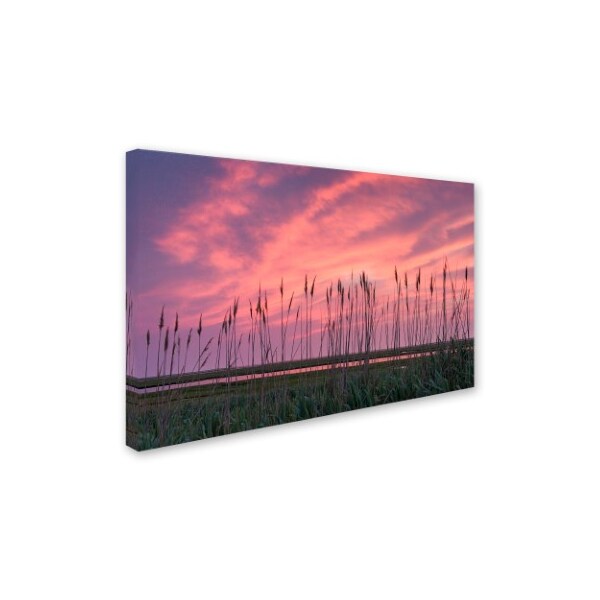 Michael Blanchette Photography 'Marsh Reeds' Canvas Art,16x24